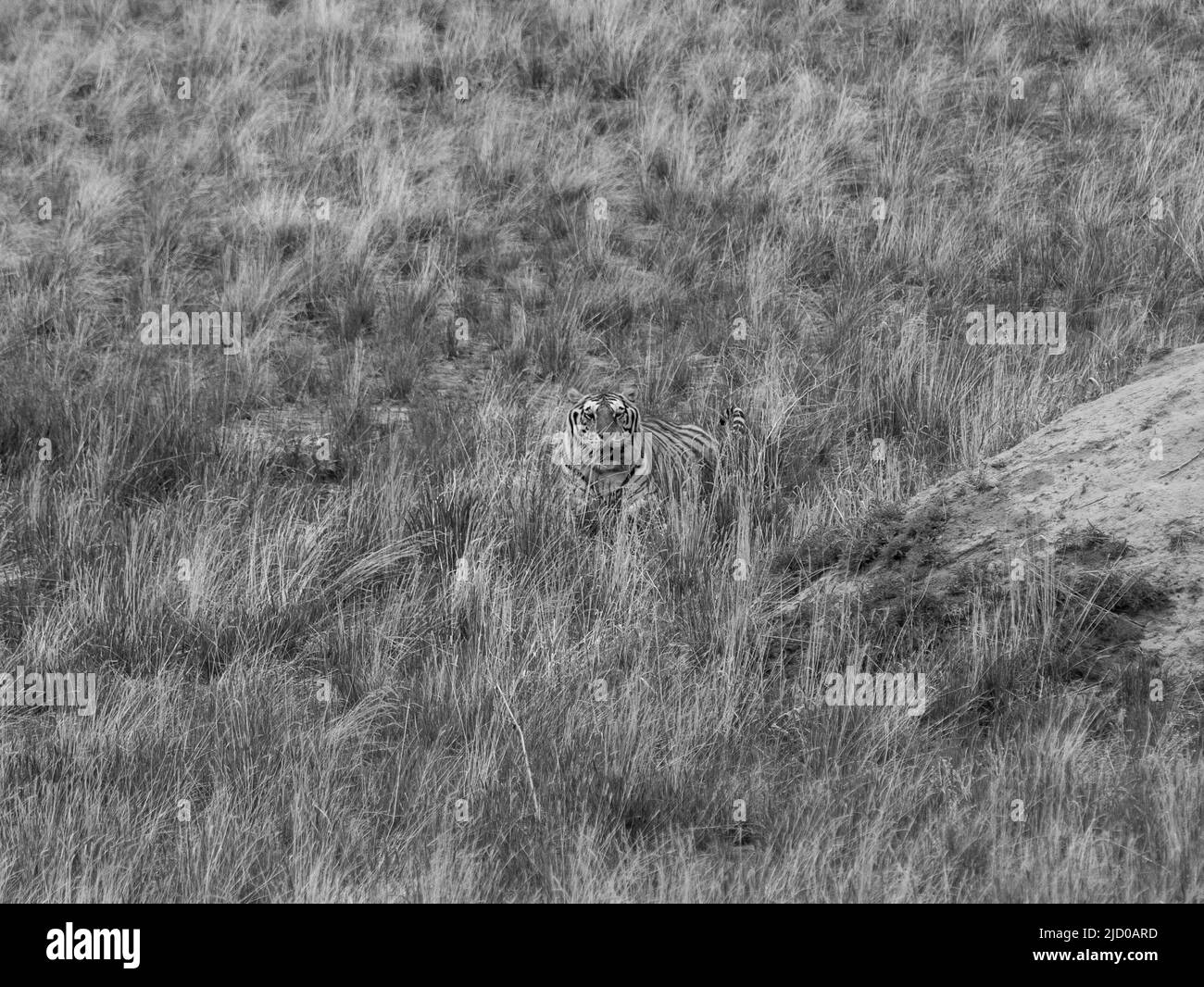 Le tigri bengala godono di una vita tranquilla al Colorado's The Wild Animal Sanctuary dopo essere state salvate da situazioni terribili Foto Stock