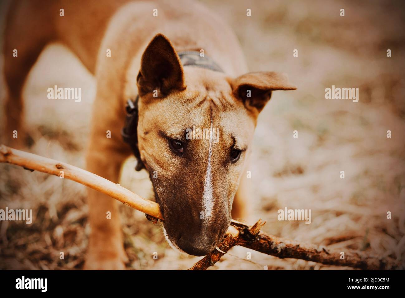 Carino zenzero toro terrier cucciolo con un collare intorno al collo porta un bastone di legno su una passeggiata. Giocare con un animale domestico all'aria aperta. Foto Stock