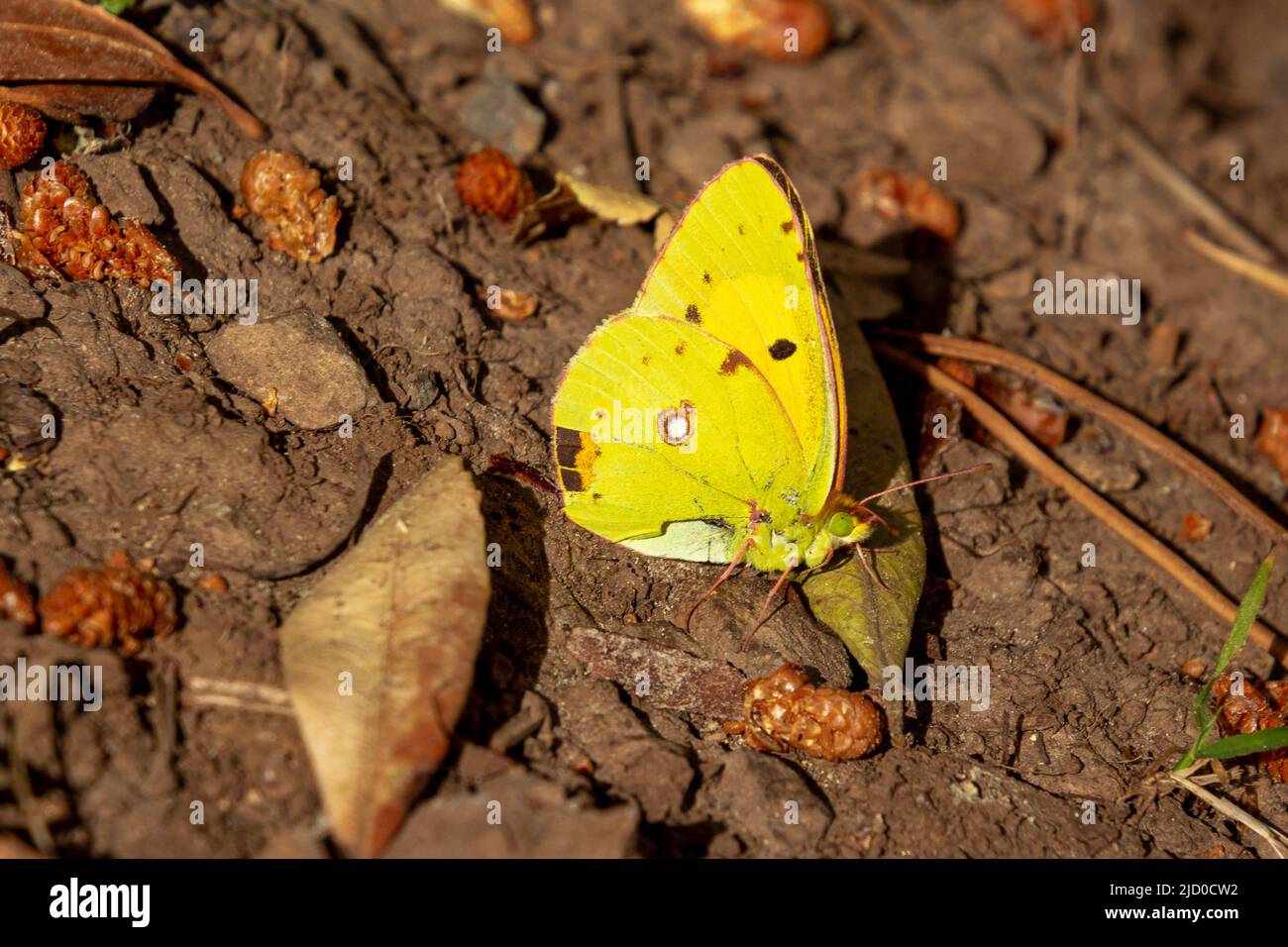 Macro di una farfalla gialla nuvolosa (colias crocea) seduta sul terreno vista sul sentiero del santuario delle farfalle (santuario delle farfalle), isola d'Elba, Italia Foto Stock