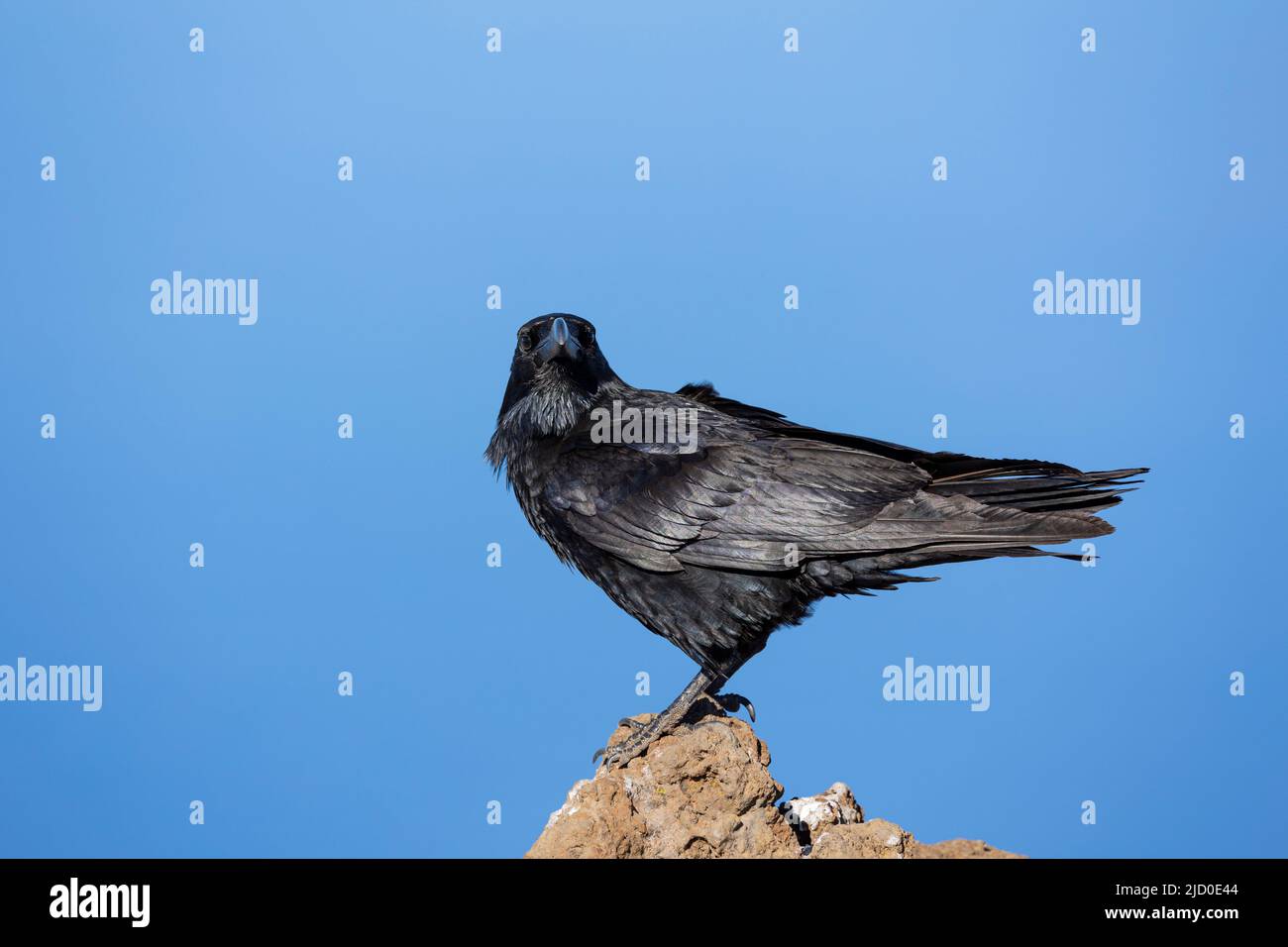 Ritratto di nero corvo comune su una roccia, con lo sfondo di un cielo blu, fotografato sull'isola di la Palma, Isole Canarie. Foto Stock