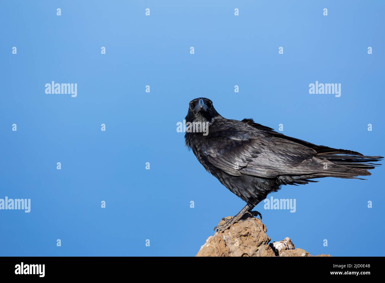 Ritratto di nero corvo comune su una roccia, con lo sfondo di un cielo blu, fotografato sull'isola di la Palma, Isole Canarie. Foto Stock