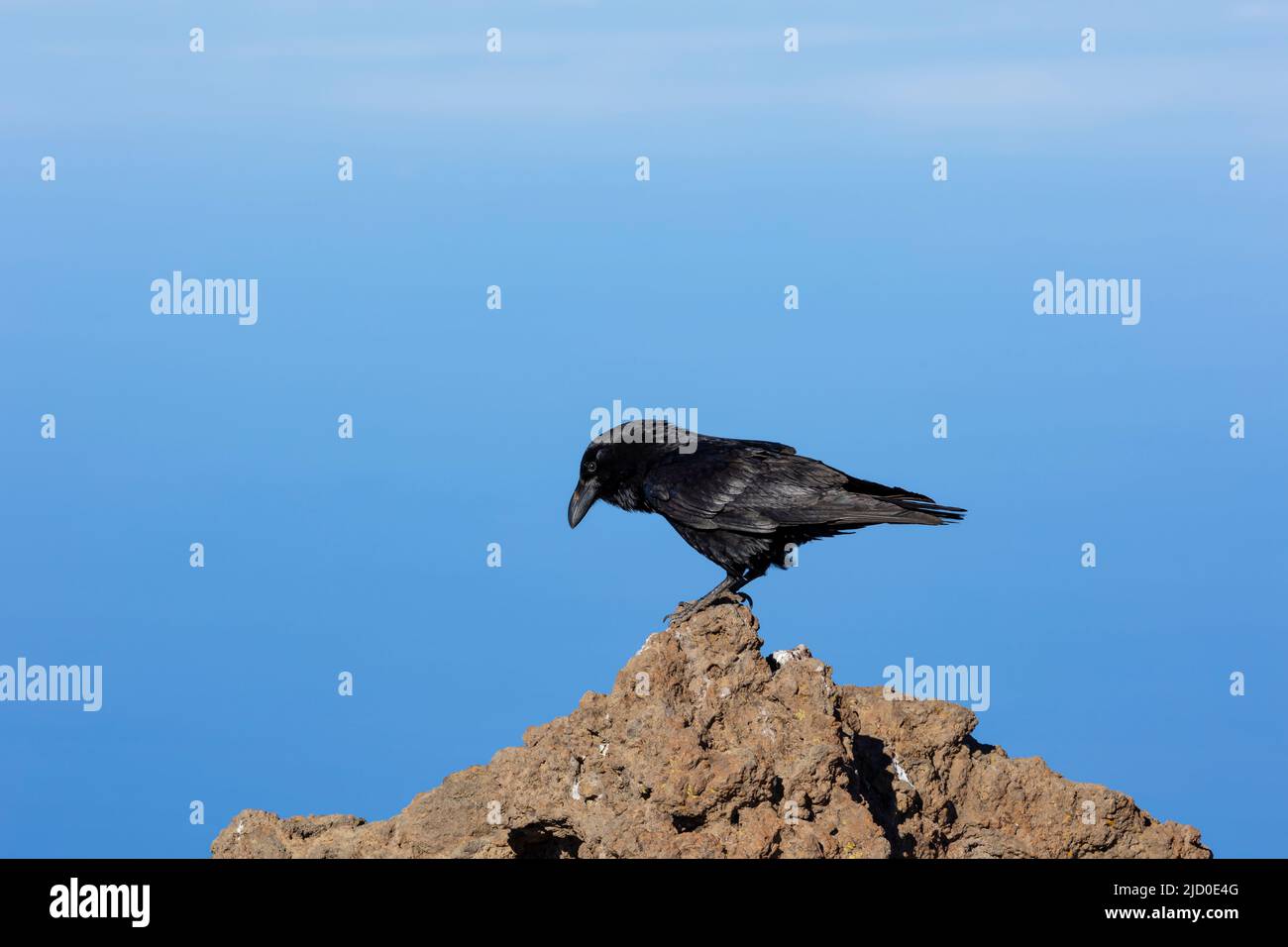 Ritratto di nero corvo comune su una roccia, con lo sfondo di un cielo blu, fotografato sull'isola di la Palma, Isole Canarie. Foto Stock