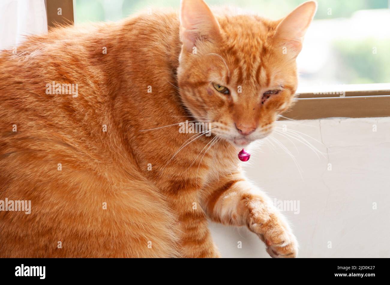 Bellissimo animale domestico; adulto gatto bruised occhio per combattere un altro gatto Foto Stock