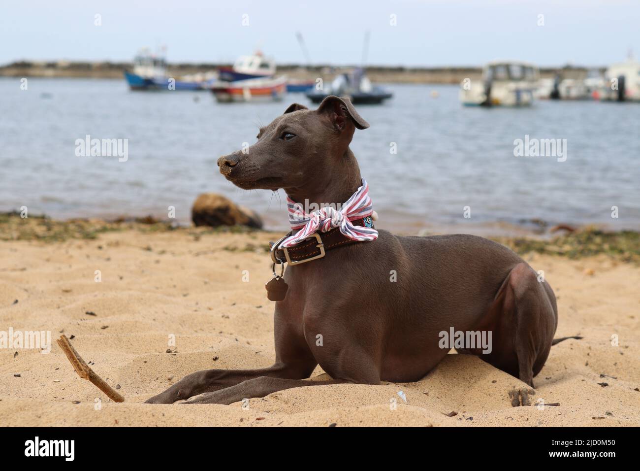 Il cane che ama la spiaggia Foto Stock