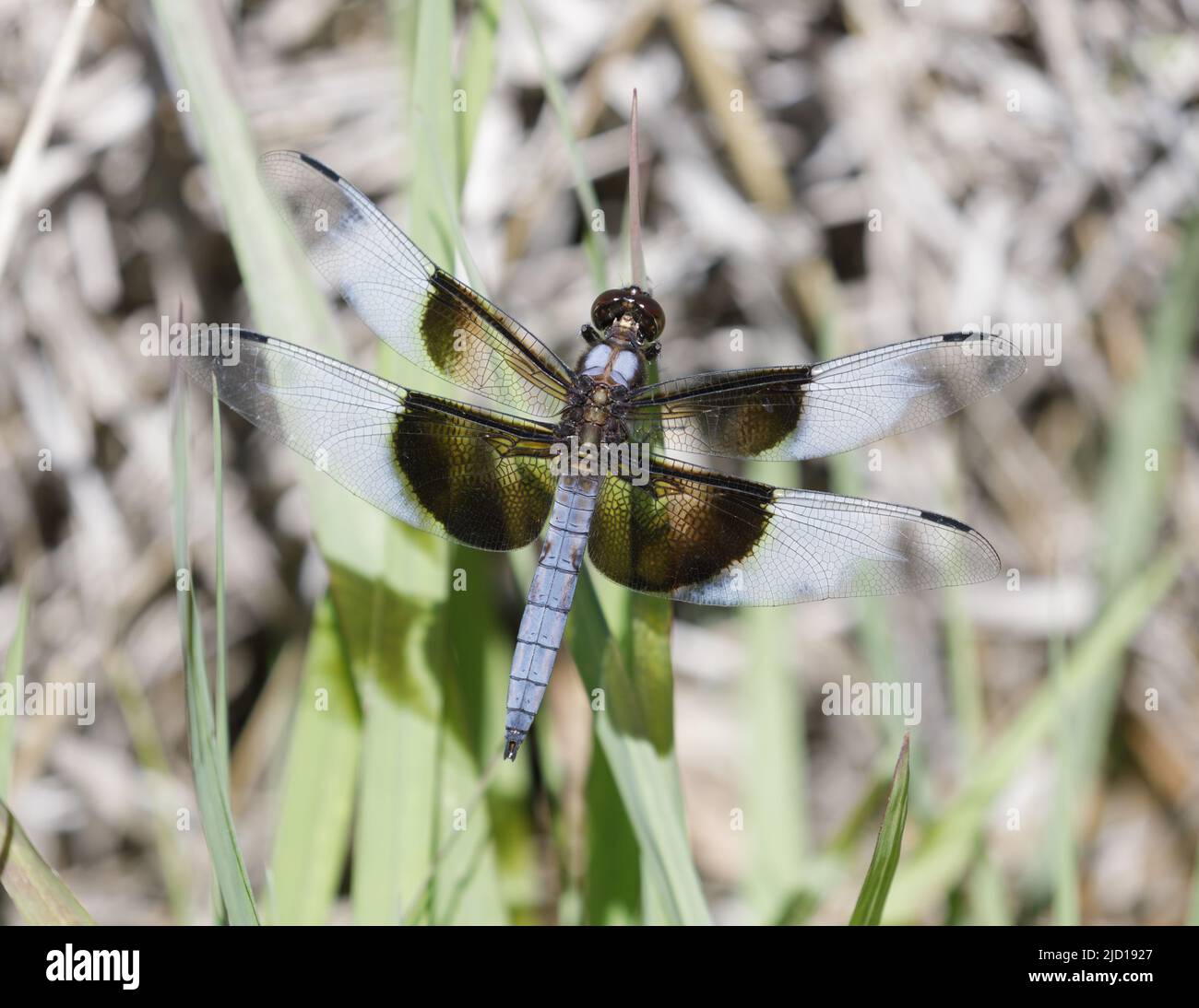 Vedova Skimmer maschio. Foothills Park, Contea di Santa Clara, California, Stati Uniti. Foto Stock