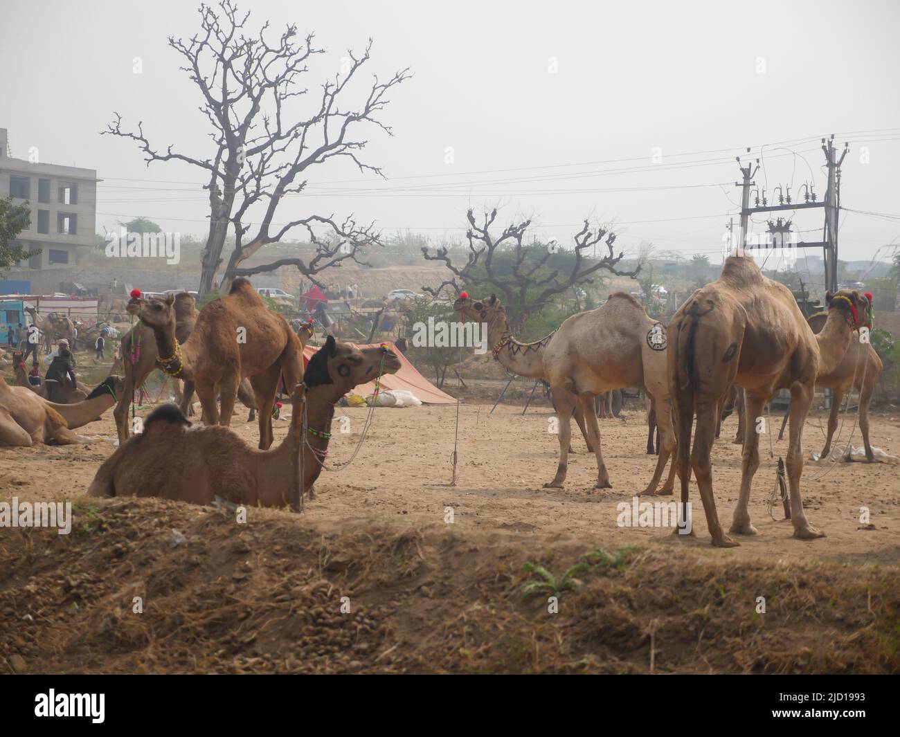 Pushkar, Rajasthan India - 14 novembre 2021 : i cammelli si sono riuniti per il commercio al festival del cammello principale dell'India alla fiera del cammello di Pushkar Foto Stock