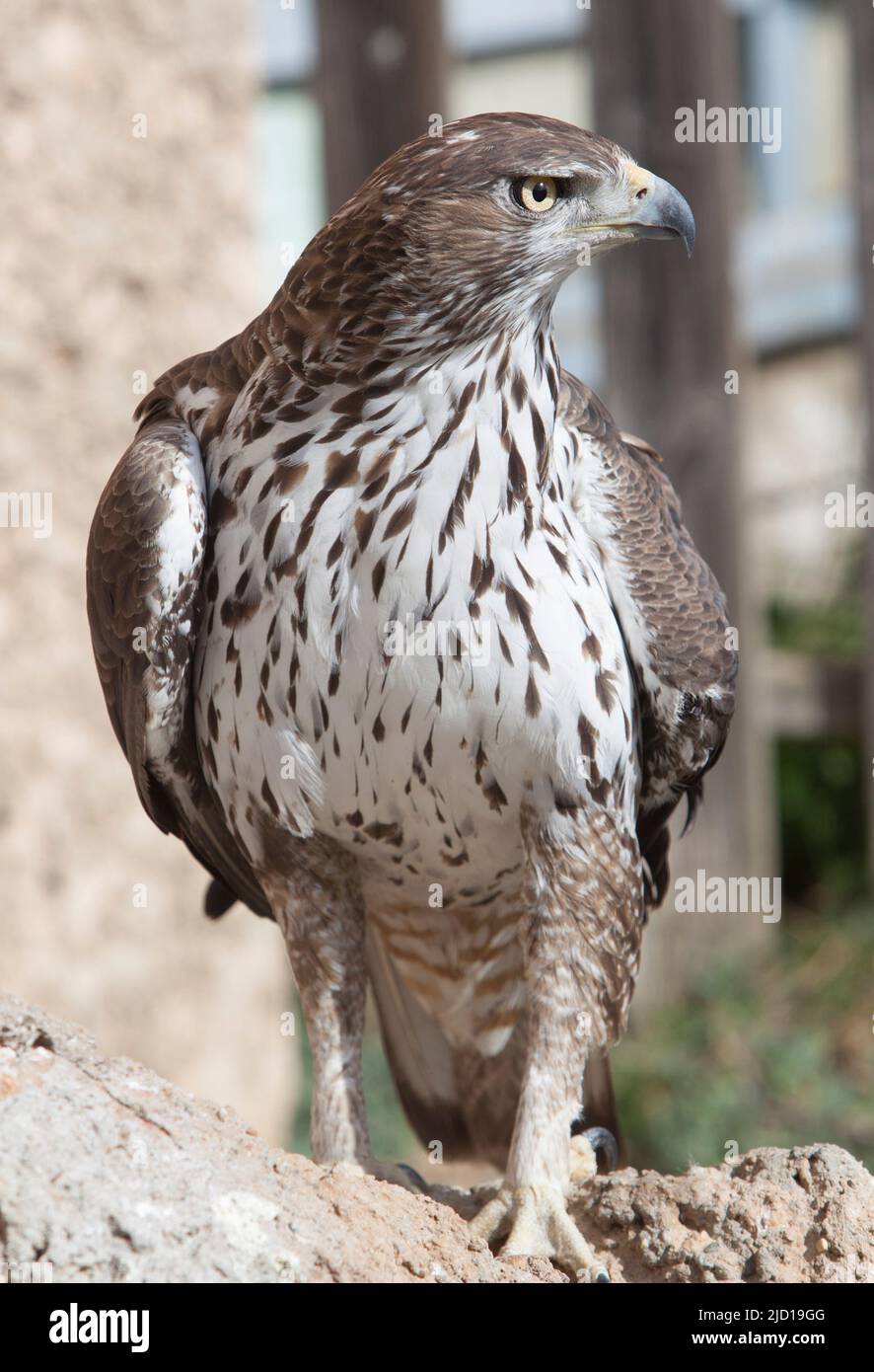 Aquila Bonellis o Aquila fasciata arroccata su un pendio roccioso. Verticale Foto Stock Aquila Bonellis o Aquila fasciata arroccata su un pendio roccioso. Verticale Foto Stock