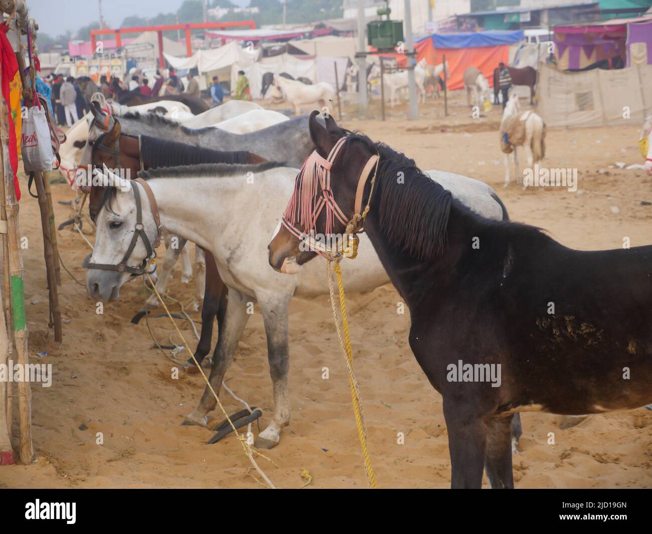 Pushkar, Rajasthan India - 14 novembre 2021 : i cavalli si sono riuniti per il commercio al festival del bestiame dell'India alla fiera del cammello di Pushkar. Foto Stock