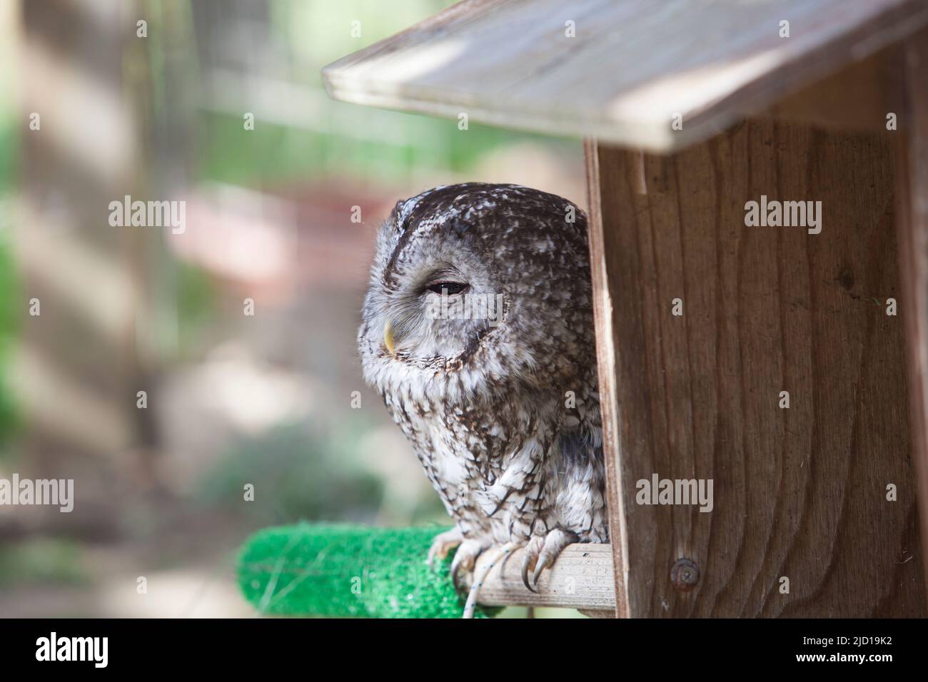 Gufo tawny assonnato appollaiato fuori nido scatola di legno. Messa a fuoco selettiva Foto Stock