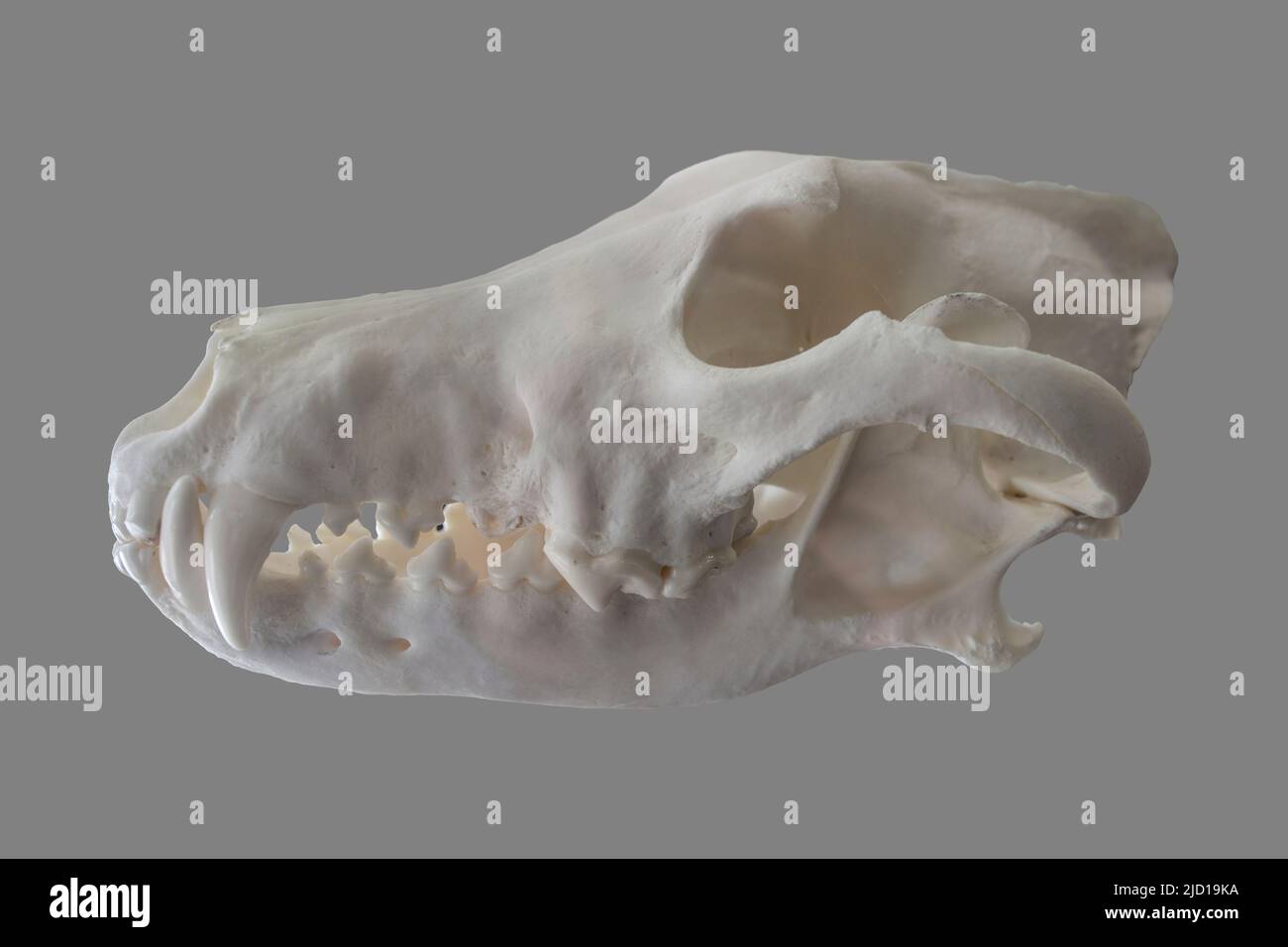 Iberian lupo cranio anche chiamato canis lupus signatus. Isolato su sfondo grigio Foto Stock