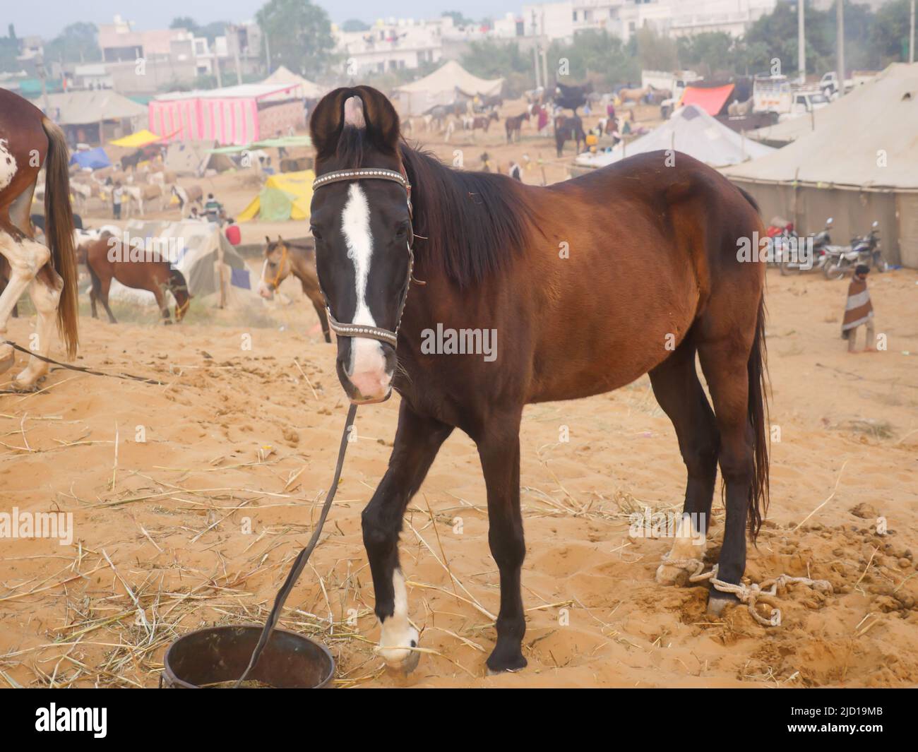 Pushkar, Rajasthan India - 14 novembre 2021 : i cavalli si sono riuniti per il commercio al festival del bestiame dell'India alla fiera del cammello di Pushkar. Foto Stock