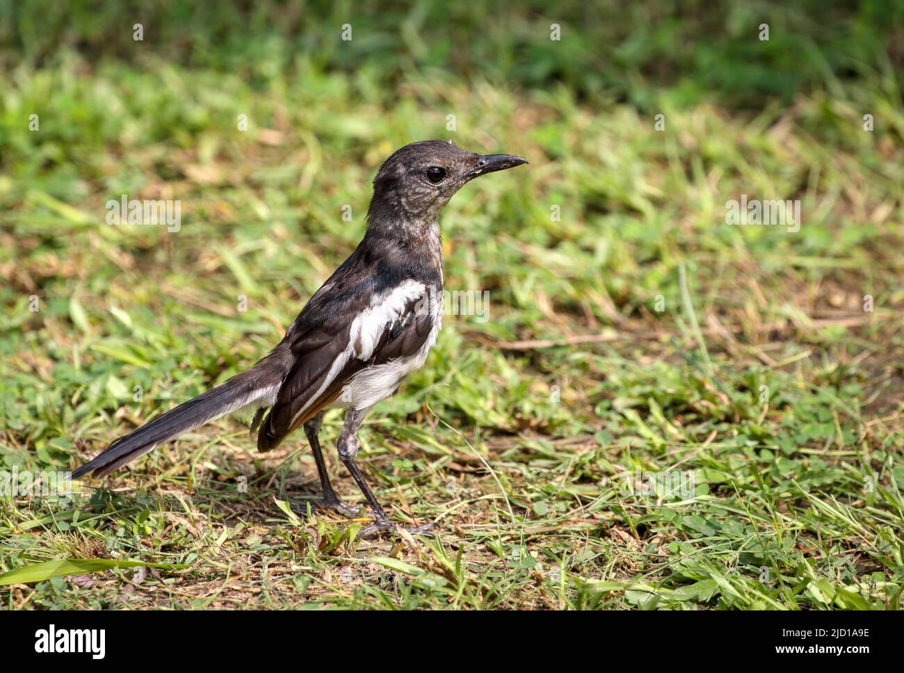 Il magpie-robin orientale è un piccolo uccello passerino. Foto Stock