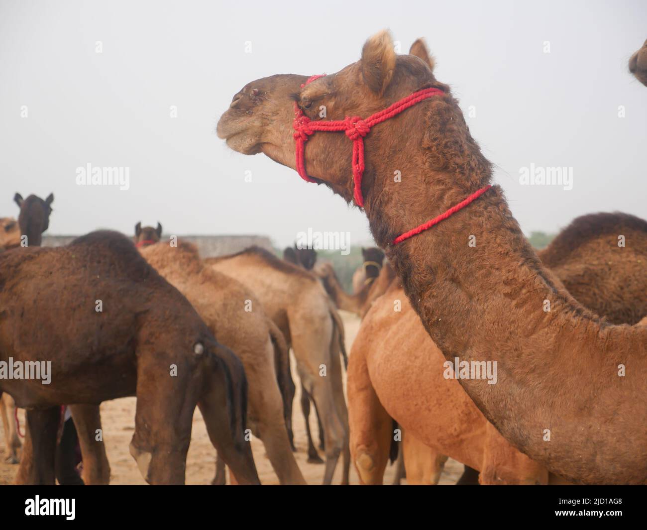 I cammelli si sono riuniti per il commercio alla fiera del cammello di pushkar in India Foto Stock