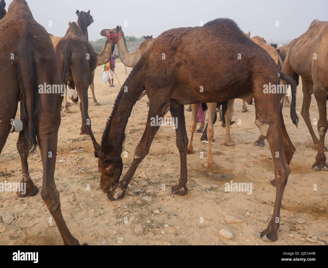 I cammelli si sono riuniti per il commercio alla fiera del cammello di pushkar in India Foto Stock
