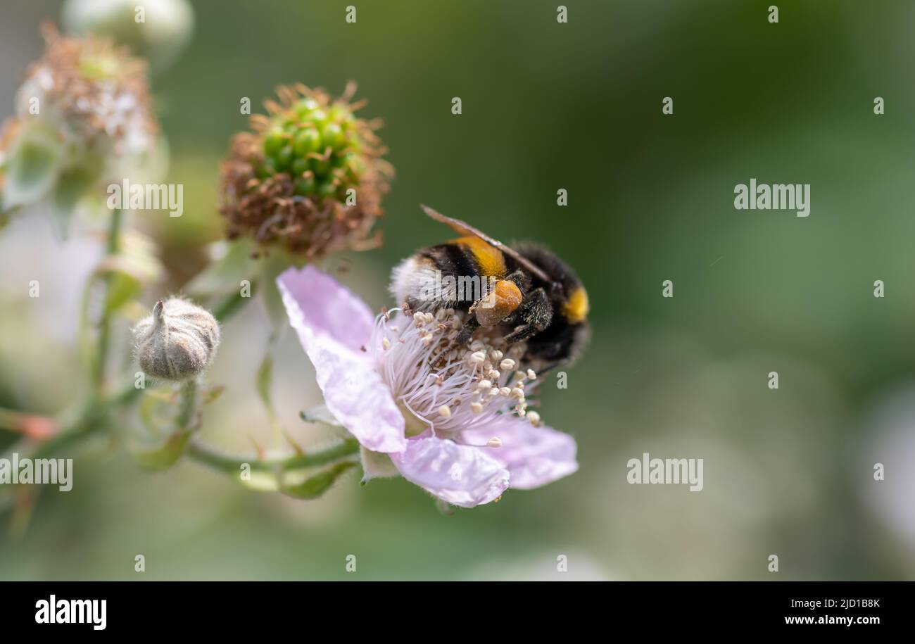 Un primo piano macro di un Bumblebee che inquina un impianto di BlackBerry fiorito. Foto Stock