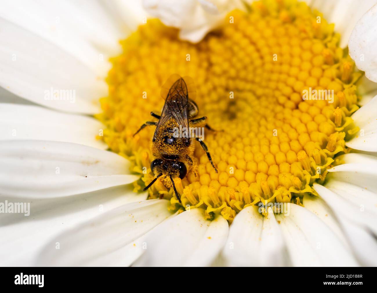 Macro primo piano di una mosca hover che raccoglie polline da un fiore. Foto Stock