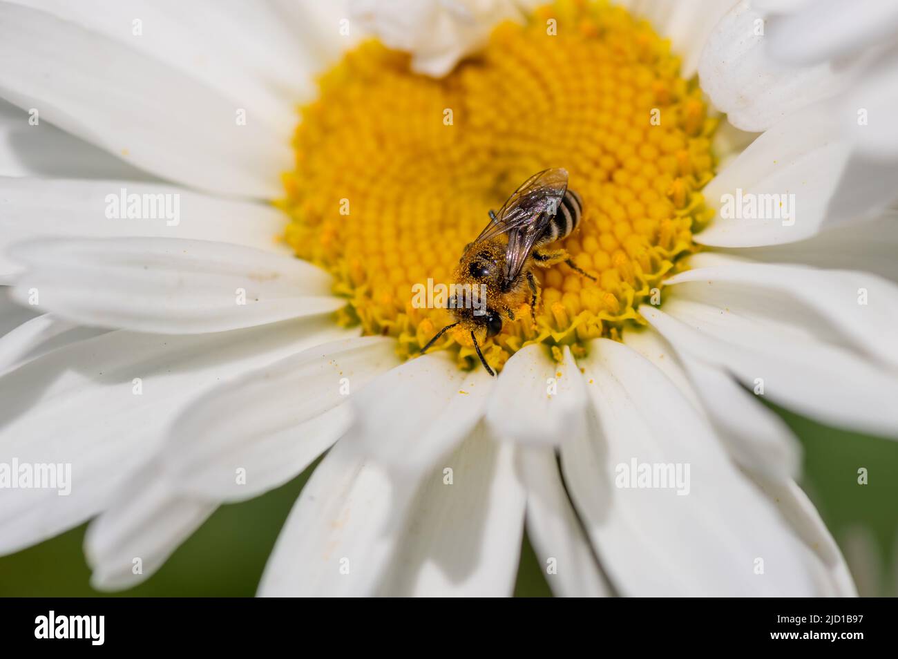 Macro primo piano di una mosca hover che raccoglie polline da un fiore. Foto Stock