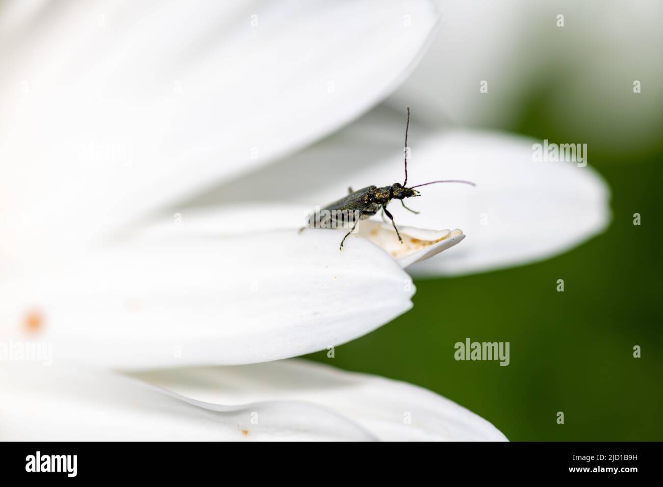 Macro primo piano di un coleottero di Musk che strisca su un fiore. Foto Stock