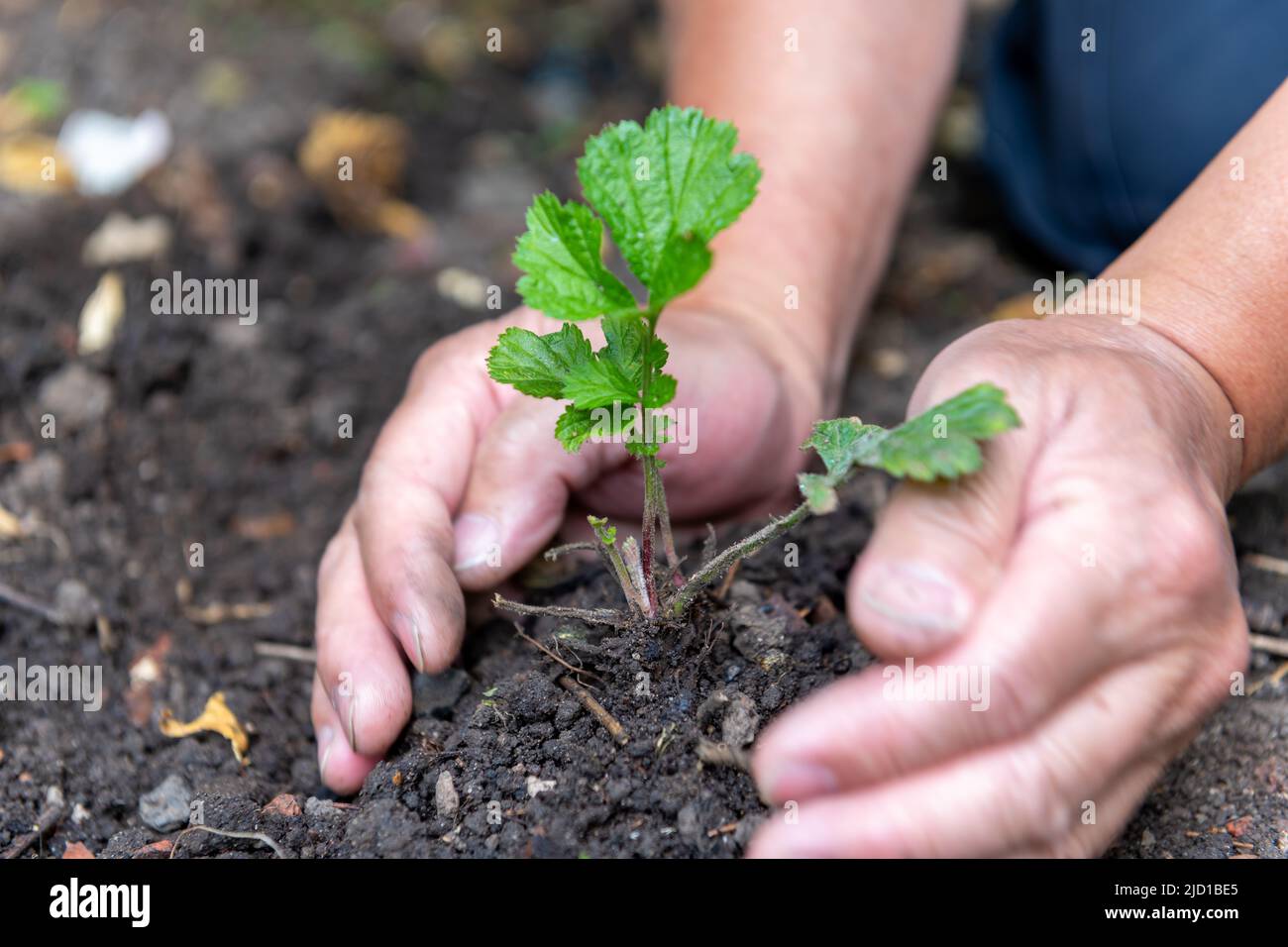 agricoltura, background, biodiversità, cura, concetto, coltivare, sviluppo, sporcizia, terra, eco, ecologia, ambiente, ambiente, fattoria, agricoltura, f Foto Stock