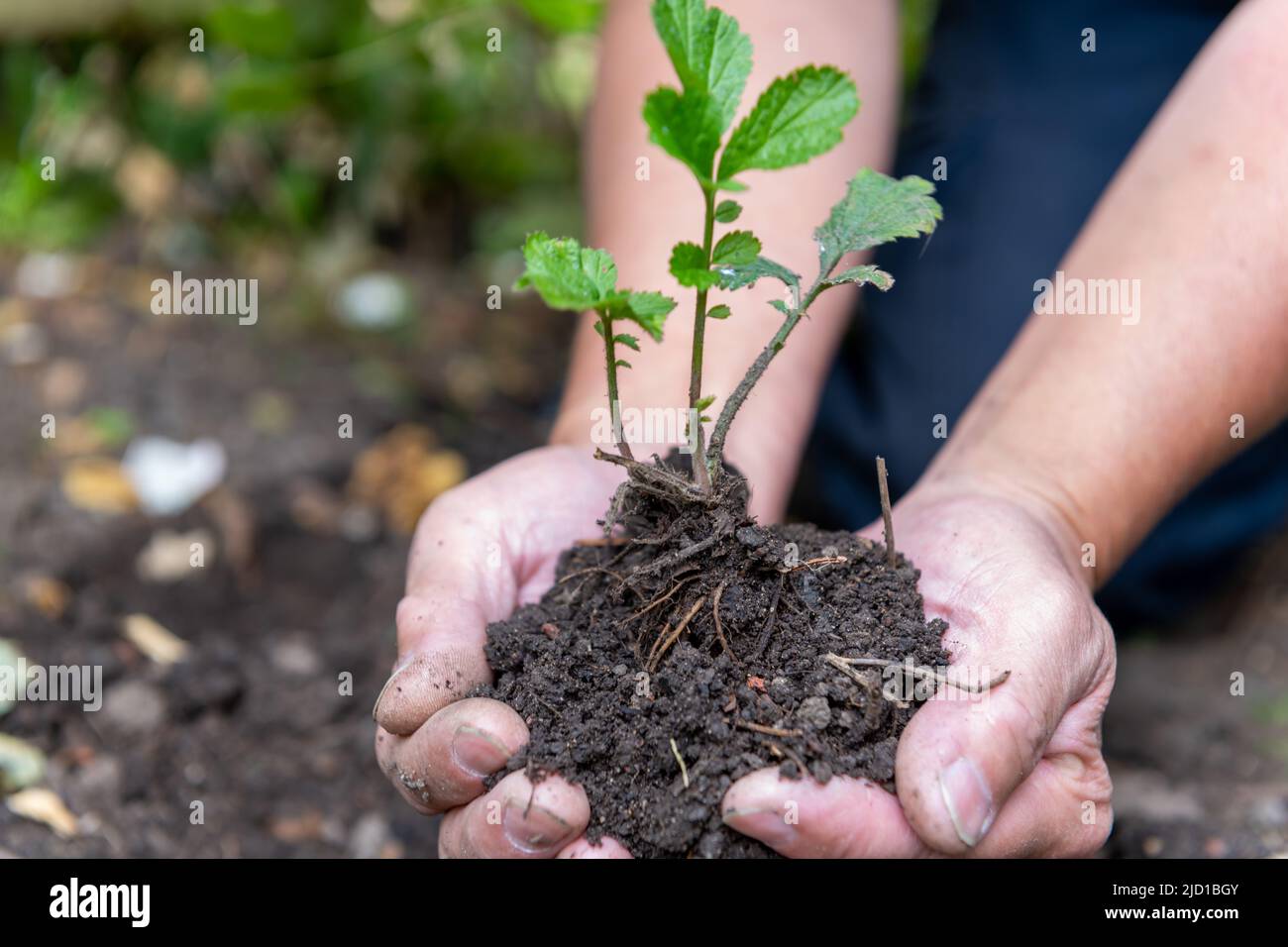 Un agricoltore che protegge e tiene il terreno con una sfreccia con le mani. Foto Stock
