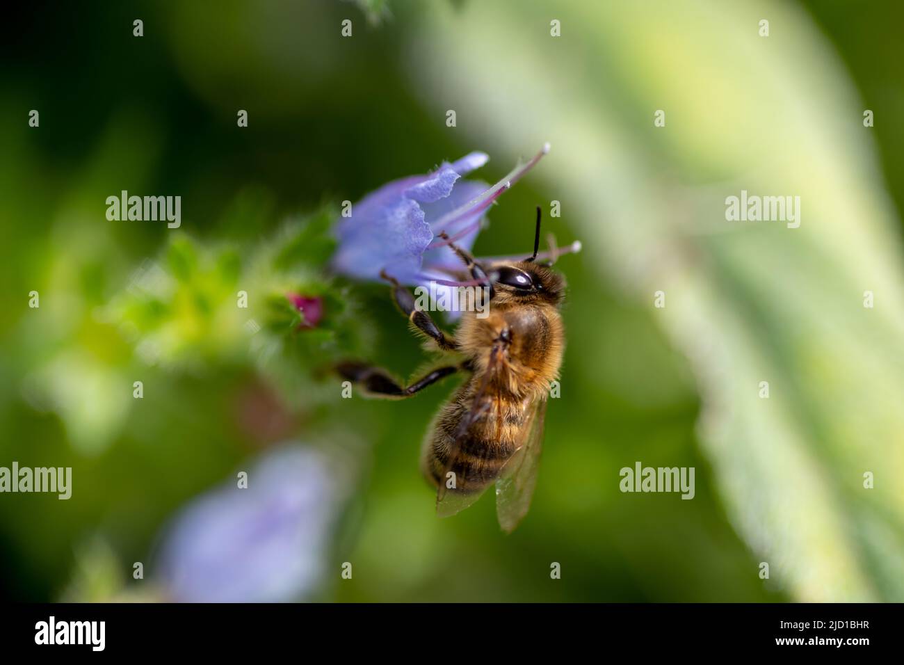 Macro primo piano di un'ape che inquina un fiore. Foto Stock