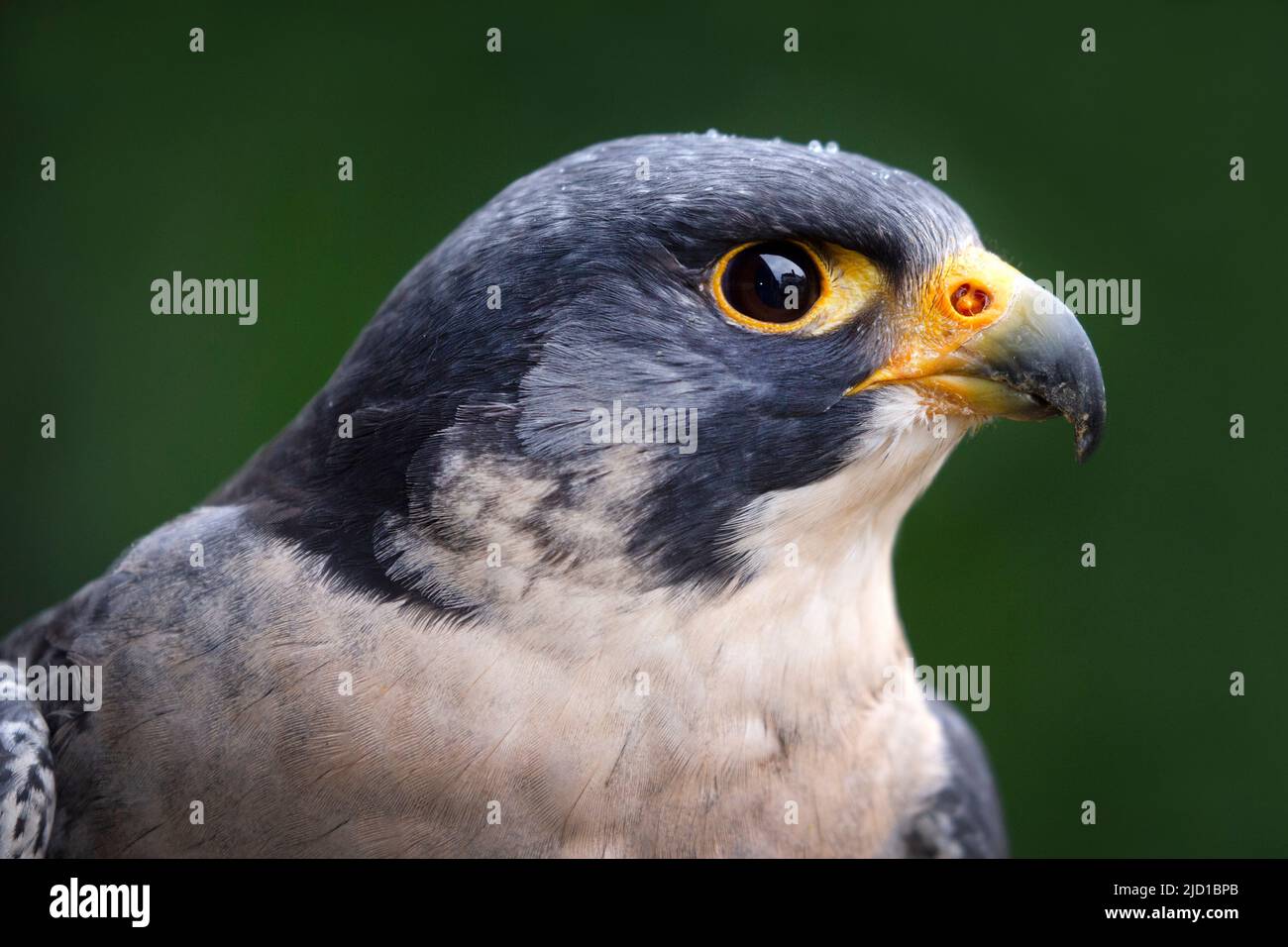HawkHead di un uccello falco peregrino di Prey Foto Stock