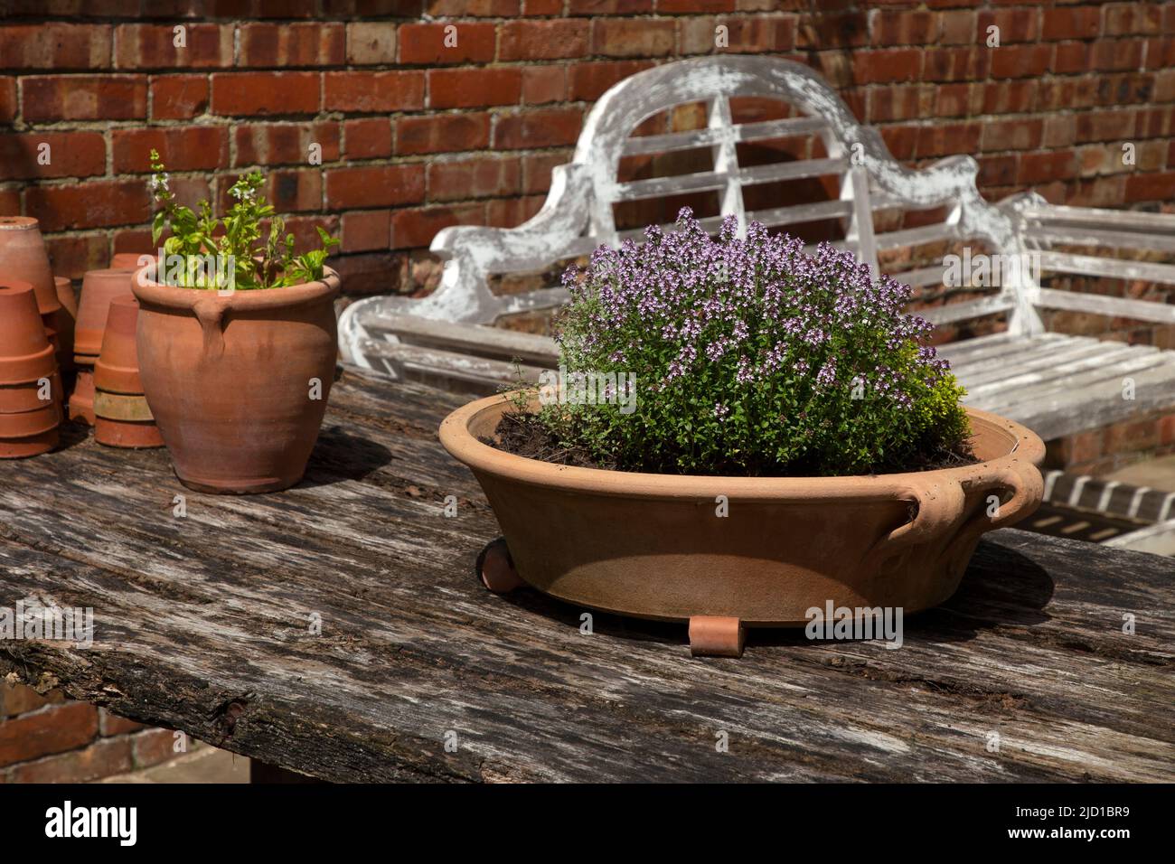 Ciotola di terracotta piena di erbe su tavola di legno in giardino inglese, Inghilterra Foto Stock