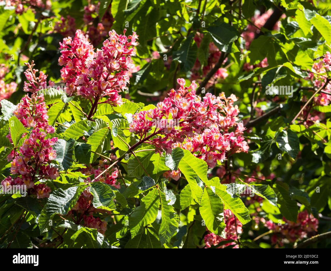 Red-fiorito Ippocastano (Aesculus carnea), Nord Reno-Westfalia, Germania Foto Stock