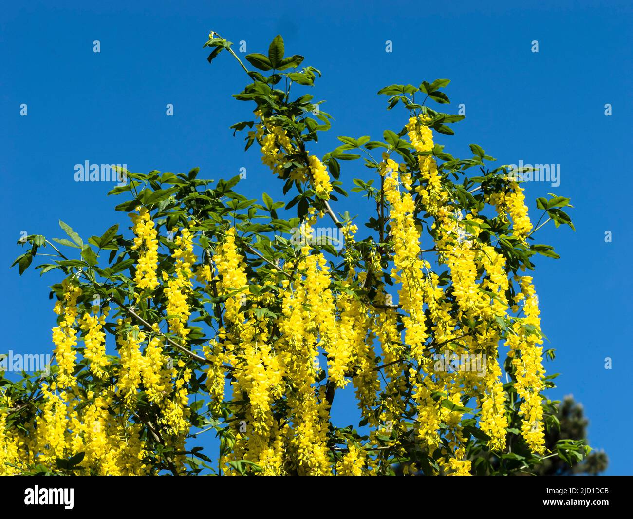 Catena d'oro (Laburnum) in infiorescenza, Renania settentrionale-Vestfalia, Germania Foto Stock
