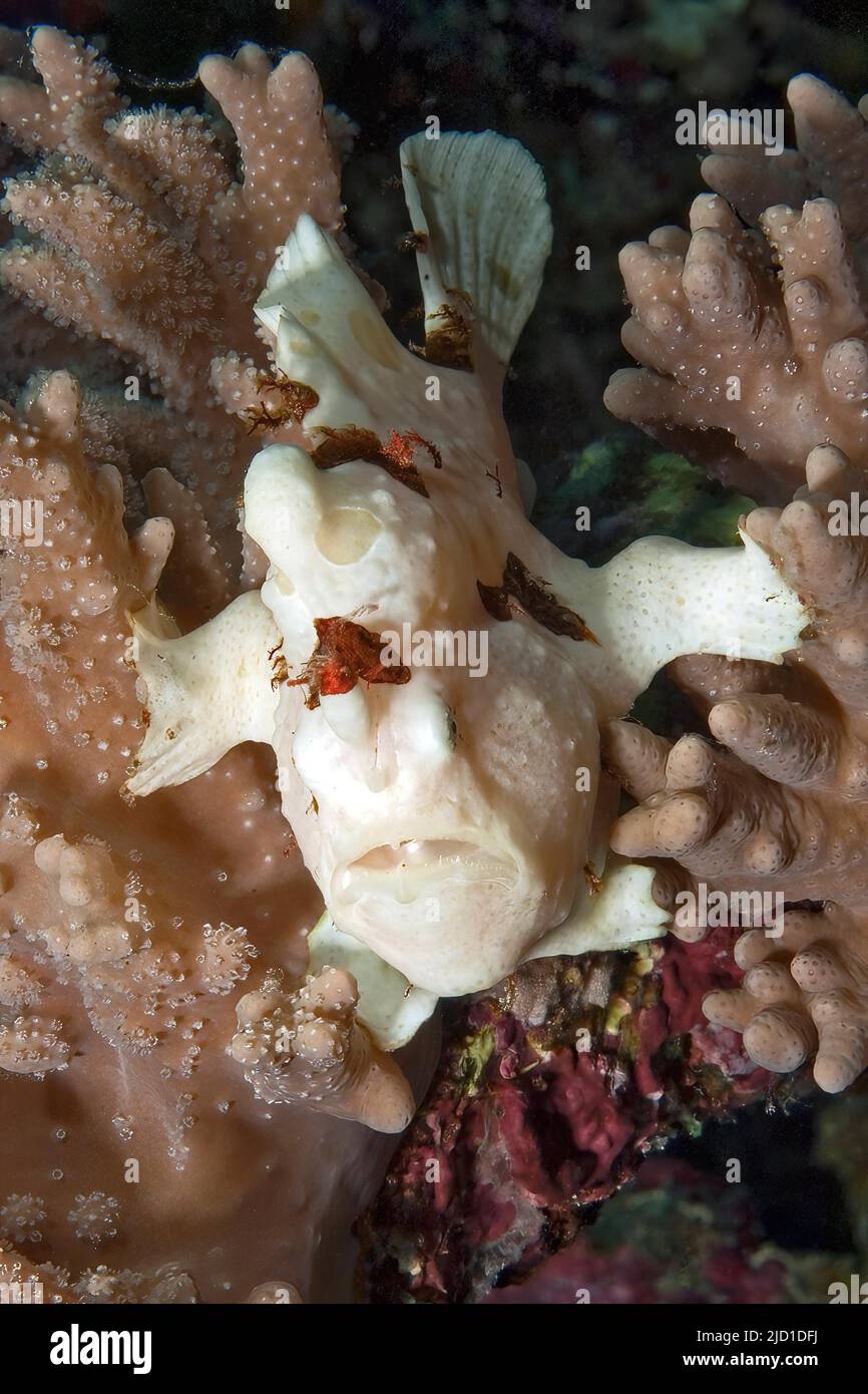 Rana dipinta di bianco (Antennarius pictus) seduta in corallo in agguato per preda, Mar Rosso, Sinai, Egitto Foto Stock