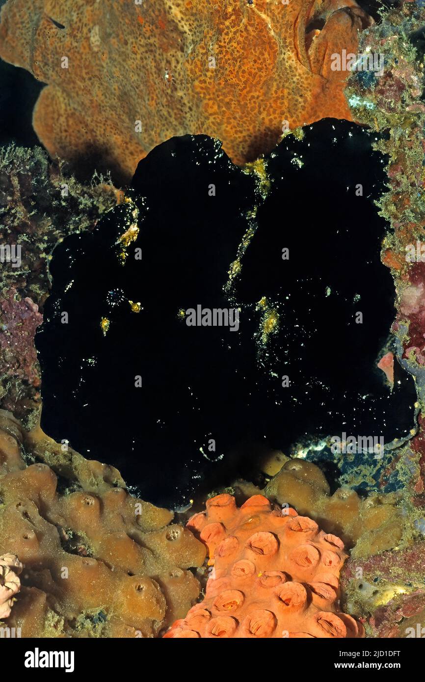 Rana gigante nera (Antennarius Commersonii), spiaggia di Sabang, Puerto Galera, Isola di Mindoro, Filippine Foto Stock