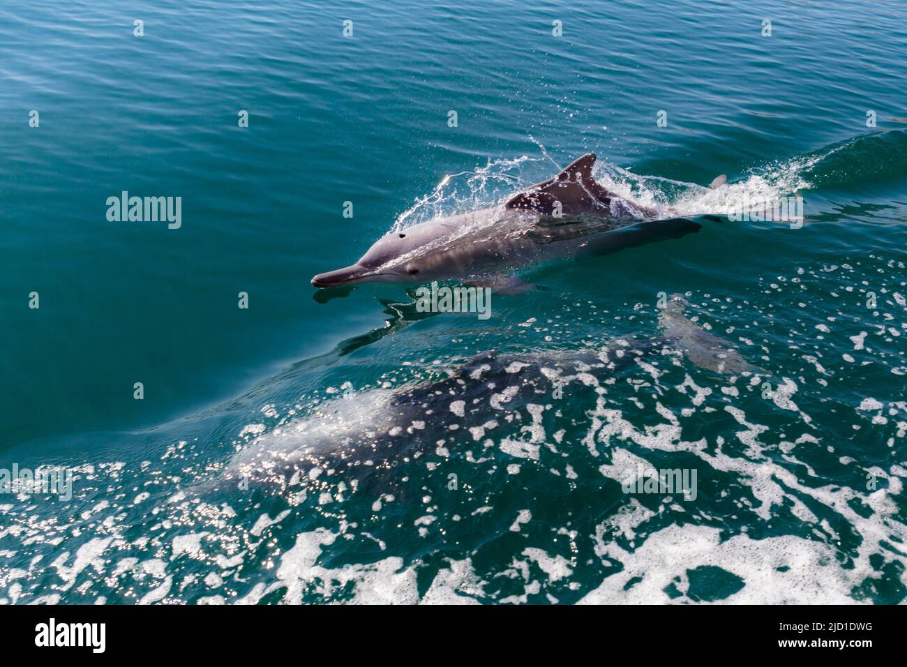 Delfini comuni (Delphinus delphis), Fjords o Khor di Musandam, Musandam, Sultanat di Oman Foto Stock