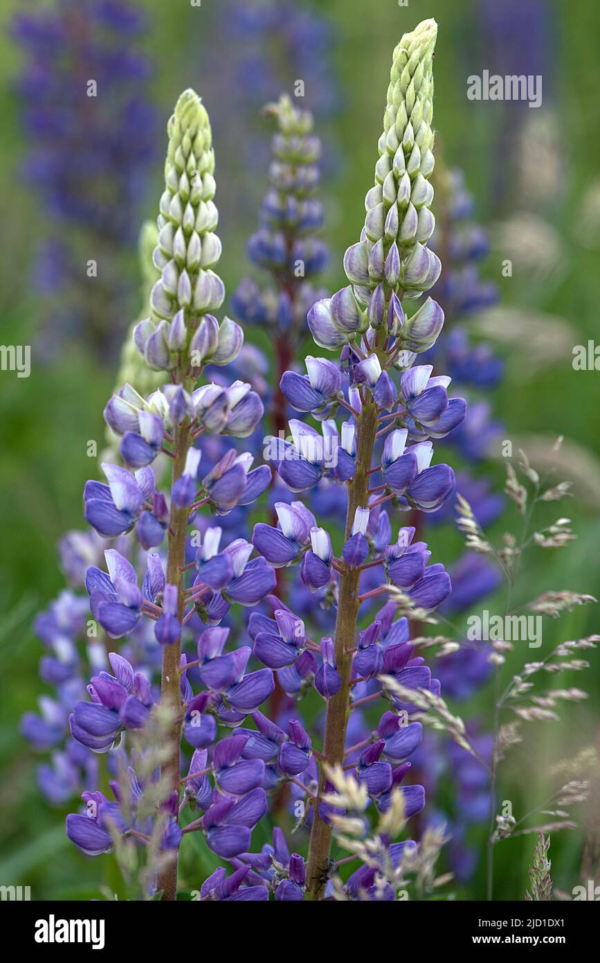 Lupino bianco blu (Lupinus) fiori, Baviera, Germania Foto Stock