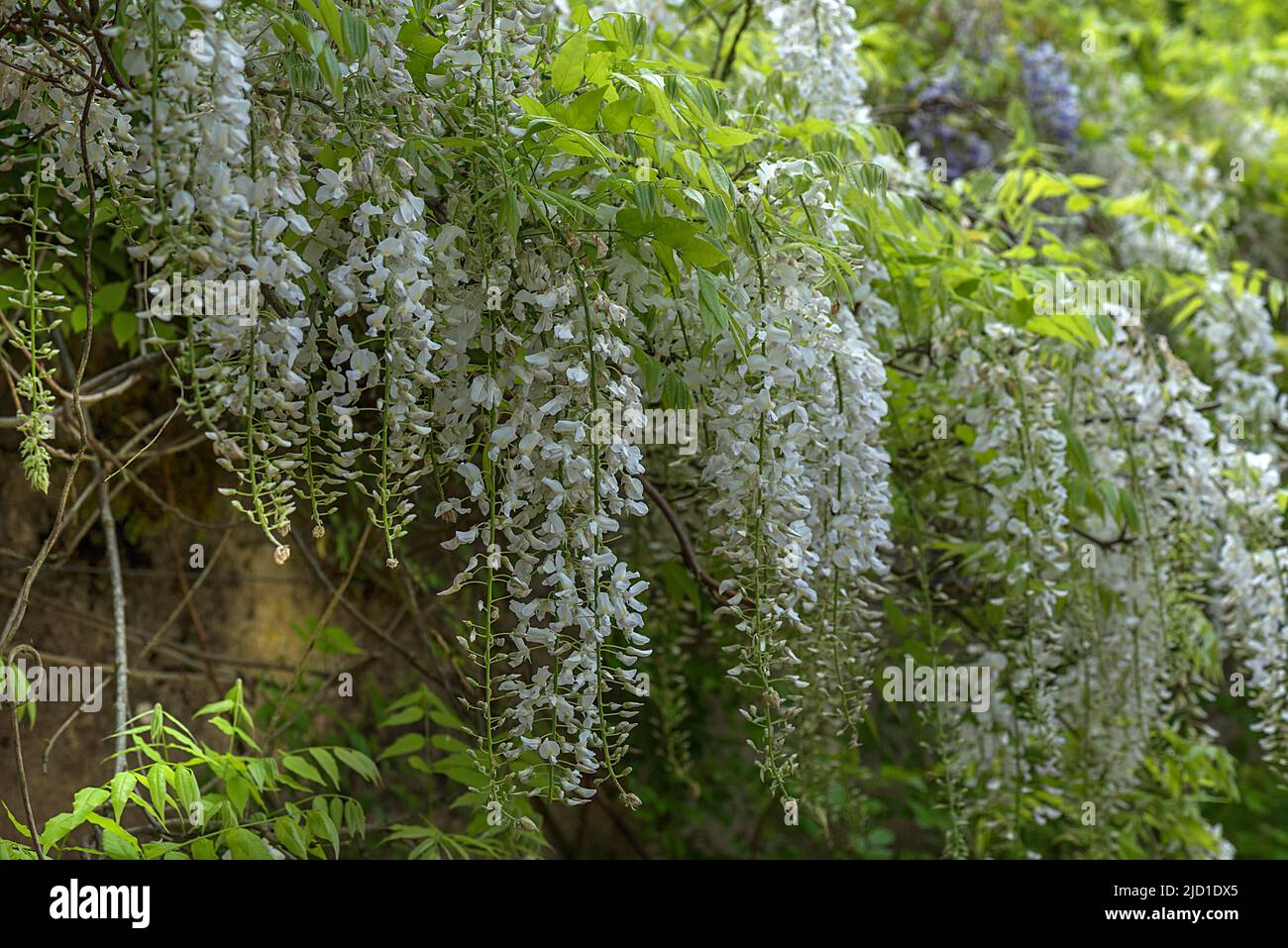 Glicine cinese bianco (Wisteria sinensis), varietà Alba (Alba), Baviera Germania Foto Stock