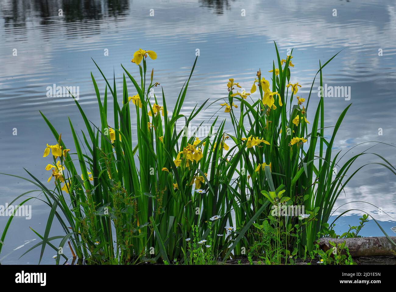 Bandiera gialla fiorita (Iris pseudacorus) nel Parco del Castello di Dennenlohe, Franconia Centrale, Baviera, Germania Foto Stock