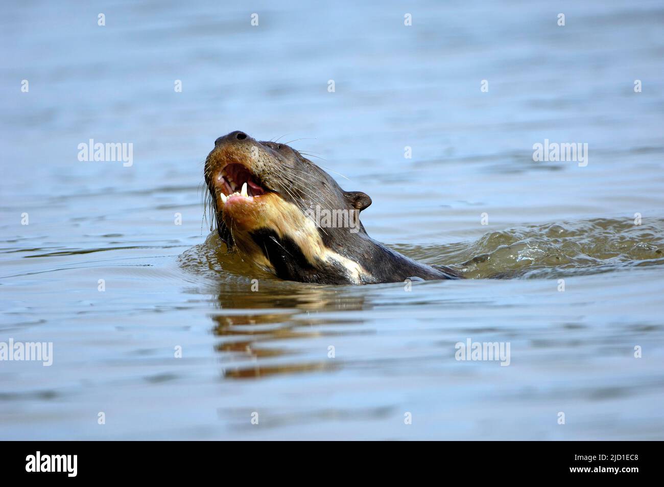 Lontra gigante (Pteronula brasiliensis), Pantanal, Brasile Foto Stock