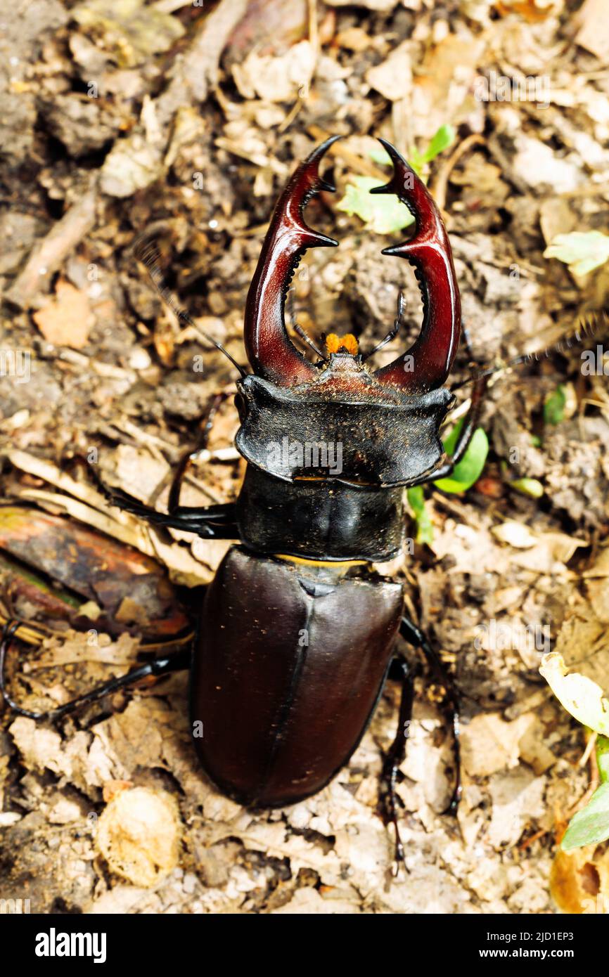 Primo piano delle specie più grandi rare di scarabeo europeo in piedi sul terreno nel giardino estivo parco forestale. Verticale. Foto Stock