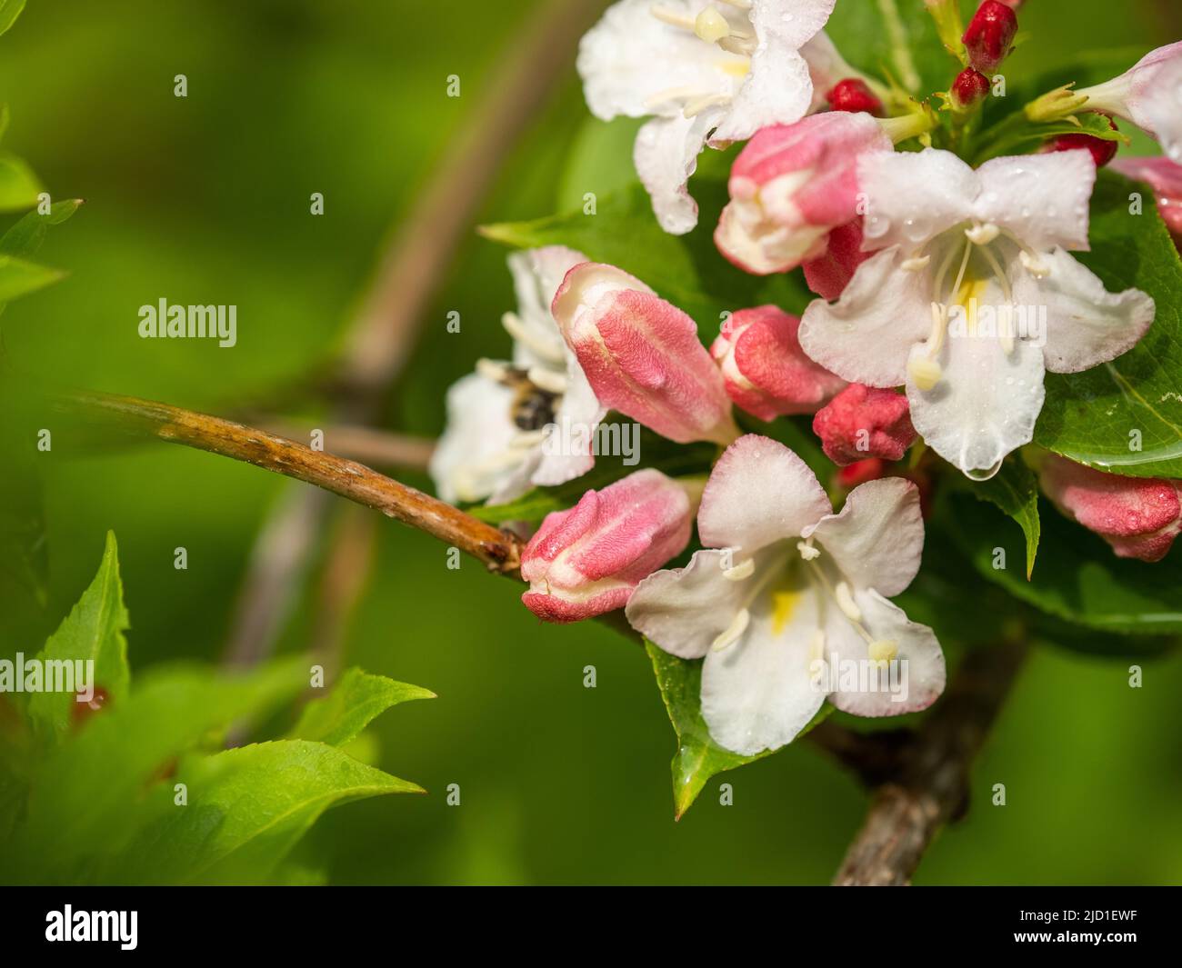 Fiori e gemme di una weigela (Weigela), Leoben, Stiria, Austria Foto Stock