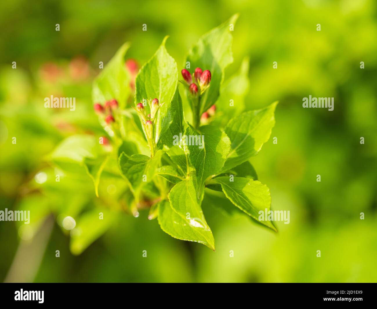 Gemme di un weigelas (Weigela), Leoben, Stiria, Austria Foto Stock