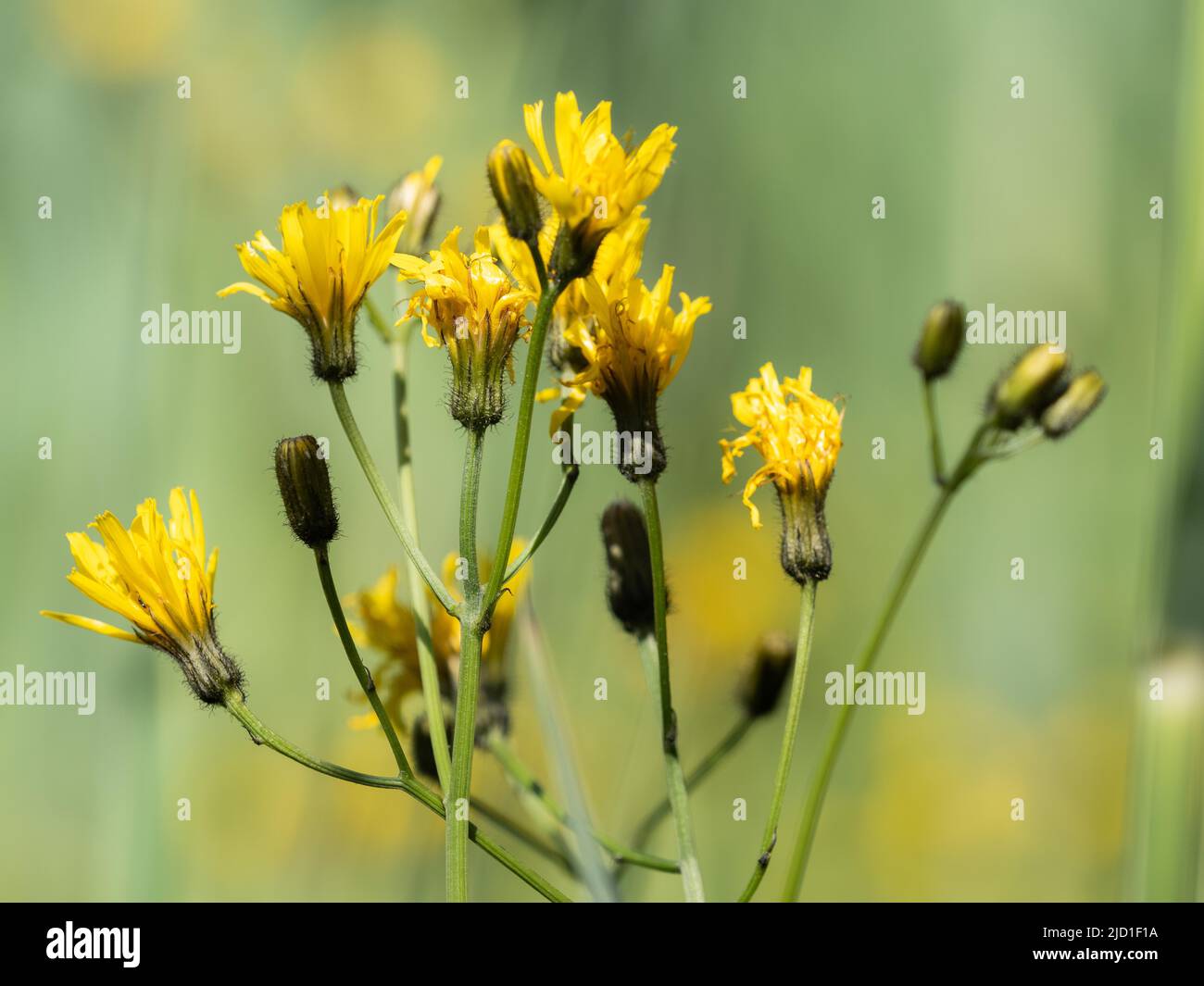 Falsbeard (Crepis biennis), Aigen im Ennstal, Stiria, Austria Foto Stock