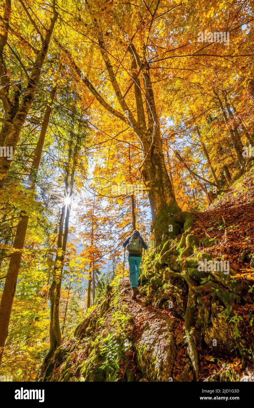 Donna su sentiero escursionistico, foresta decidua in autunno, vicino Scharnitz, Baviera, Germania Foto Stock
