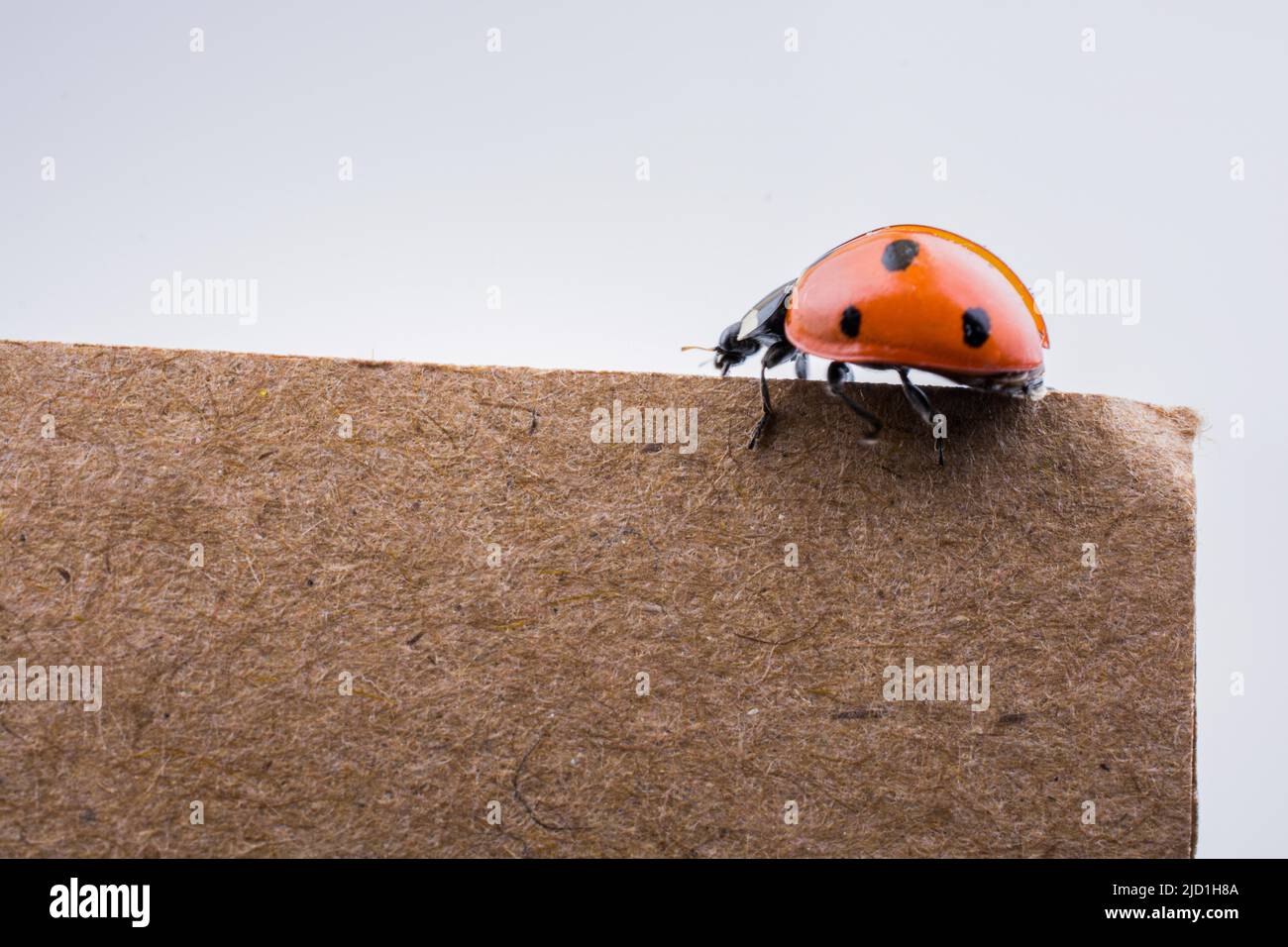 Bellissima foto di Red Ladybug camminando sulla carta Foto Stock