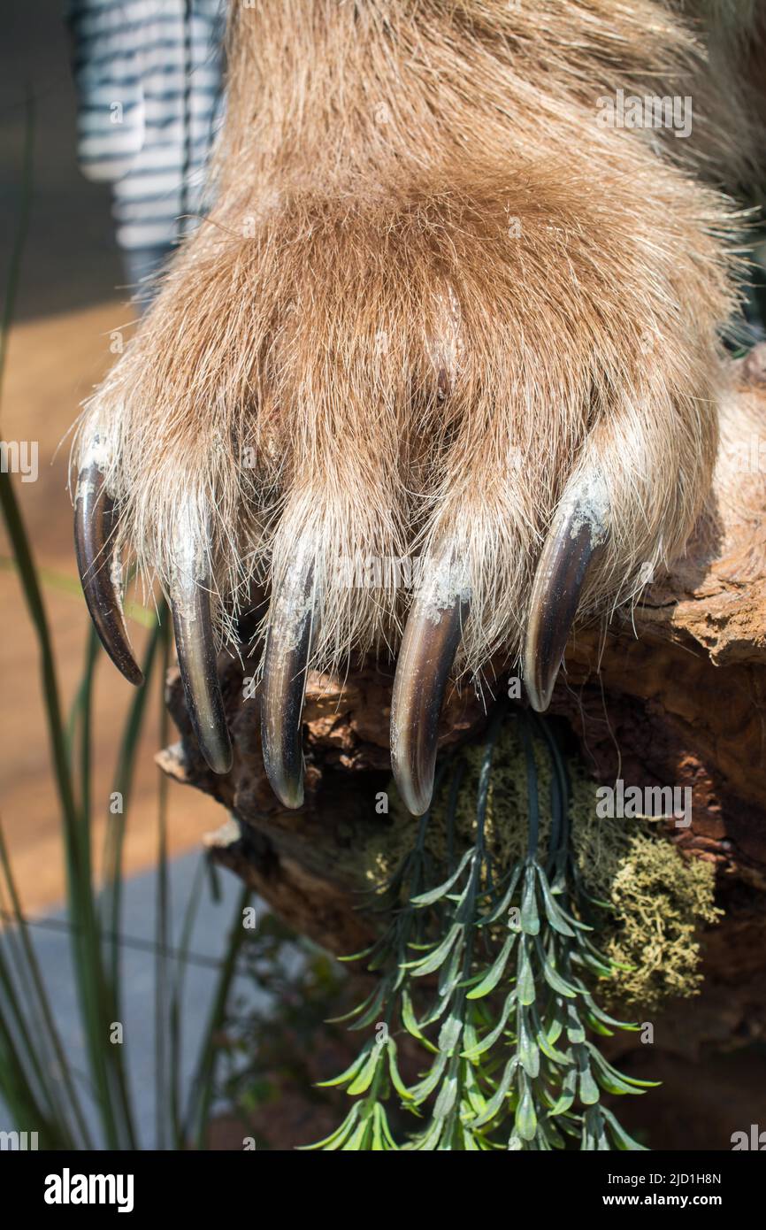 Orso bruno zampa con artigli affilati in vista Foto Stock