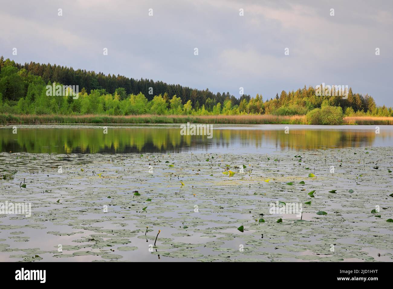Giglio d'acqua giallo (Nuphar lutea), famiglia di giglio d'acqua (Nymphaeaceae), lago, foresta mista, Maisacher visto, Poecking, Baviera superiore, Baviera, Germania Foto Stock