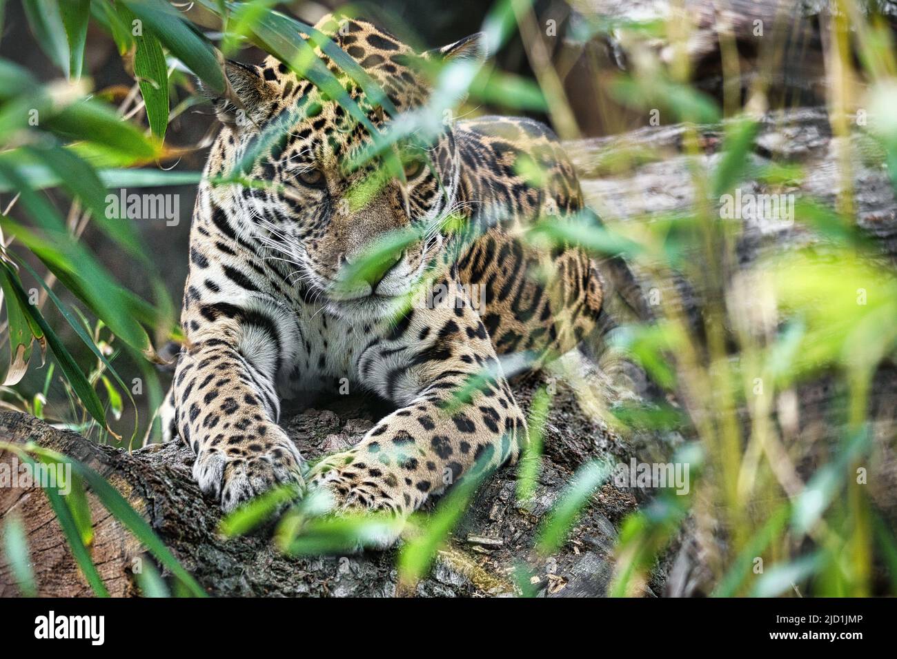 Jaguar sdraiata dietro l'erba. Pelliccia macchiata, mimetizzazione in agguato. Il gatto grande è un predatore. Guardare al visualizzatore. Foto animale di un cacciatore Foto Stock