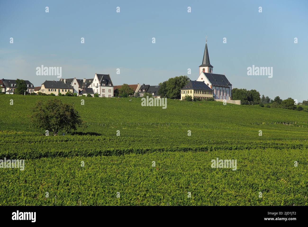 Vista del castello e la chiesa di San Pietro e Paolo con viti a Hochheim am Main, Taunus, Assia, Germania Foto Stock