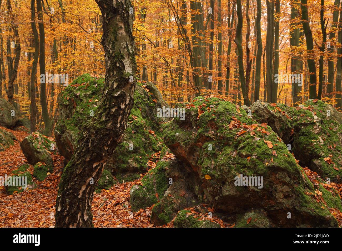 Autunno foresta con tronco di betulla piegato, rocce e foglie di muschio in autunno, Eppstein, Taunus, Assia, Germania Foto Stock