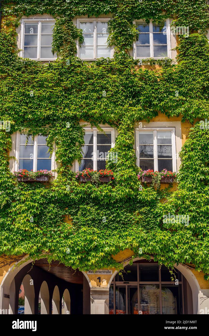 Facciata del municipio piantato con l'edera di boston (Parthenocissus tricuspidata). Vite selvaggia, Isny, Allgaeu, Wuerttemberg, Germania Foto Stock