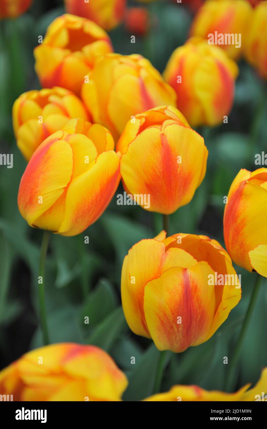 Giallo e rosso Darwin tulipani ibridi (Tulipa) Oxford Wonder fioriscono in un giardino nel mese di aprile Foto Stock
