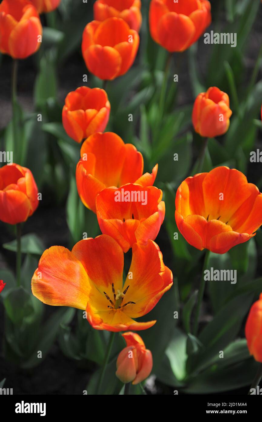 Orange Darwin tulipani ibridi (Tulipa) Oxford's Elite fiorire in un giardino nel mese di aprile Foto Stock